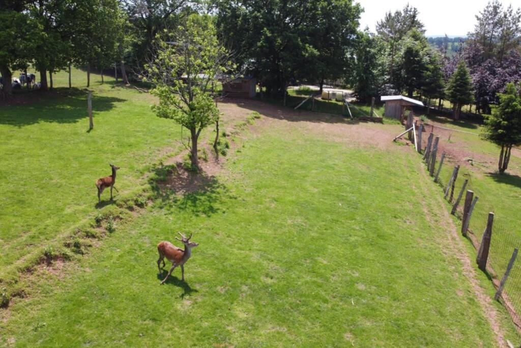 Le Grand Cerf 25 Pers, Malmedy- Chalet Rustique, Jardin Eksteriør billede
